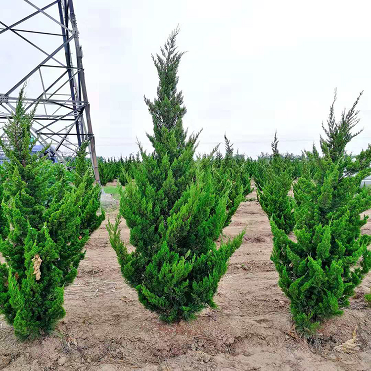 龙柏树价格低质量优 龙柏球 高1.5米-4米高龙柏树苗价格 万青园林