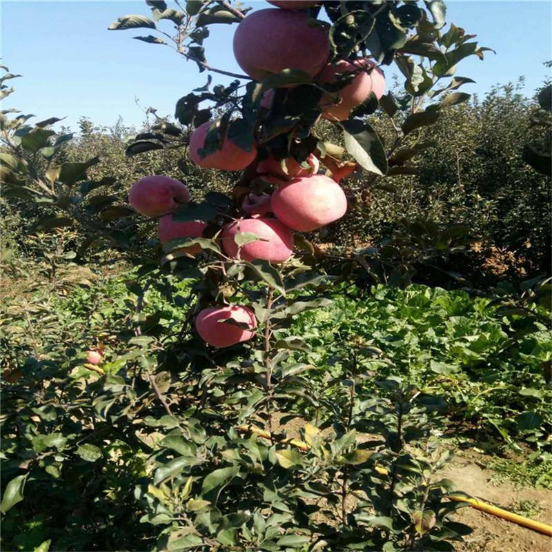 寒富苹果树苗 供应服务商 泉诚苗木 矮化苹果树苗 供应种植培育