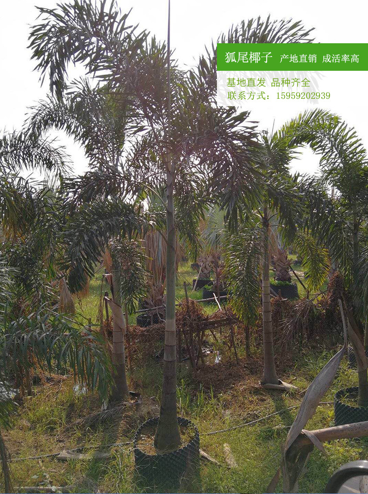 狐尾椰子 狐尾椰子移栽苗 大型绿化树 狐尾椰子茎部光滑植株挺拔示例图8
