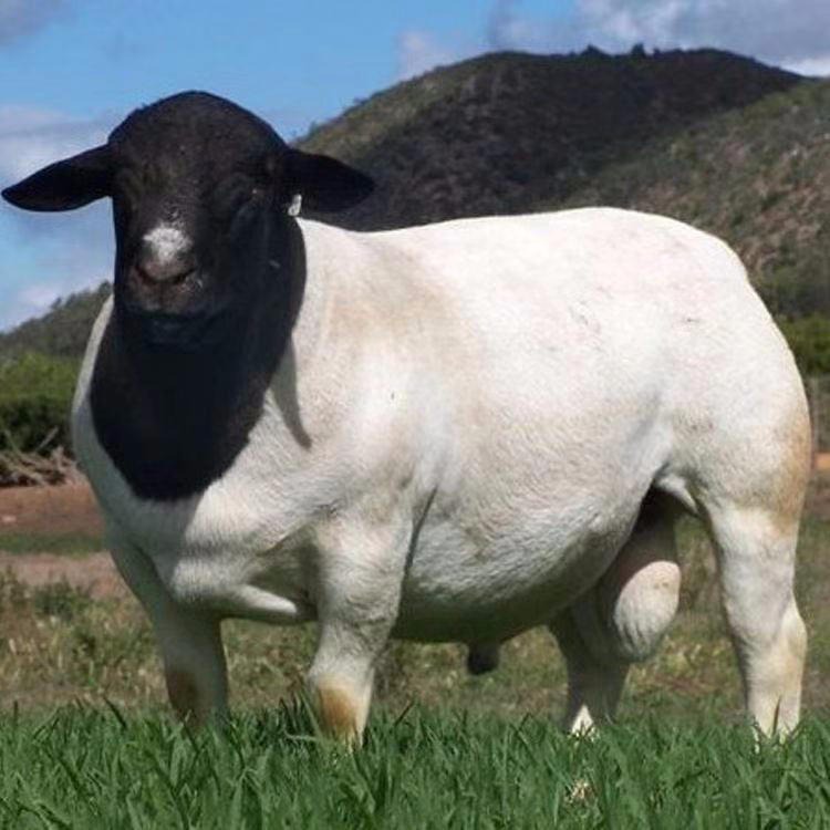 批发黑头杜泊羊 出售产品 牧园春 改良肉山羊 杜泊绵羊羊羔图片
