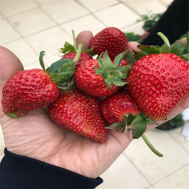 批发红颊草莓苗基地 奥巴草莓苗价格 艾尔巴草莓苗价钱