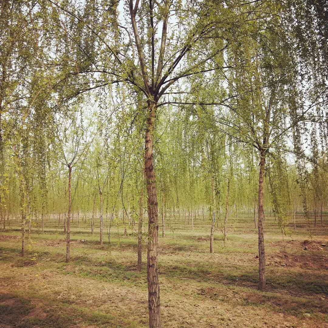 工程绿化黄柳树 20公分垂柳树 黄金柳