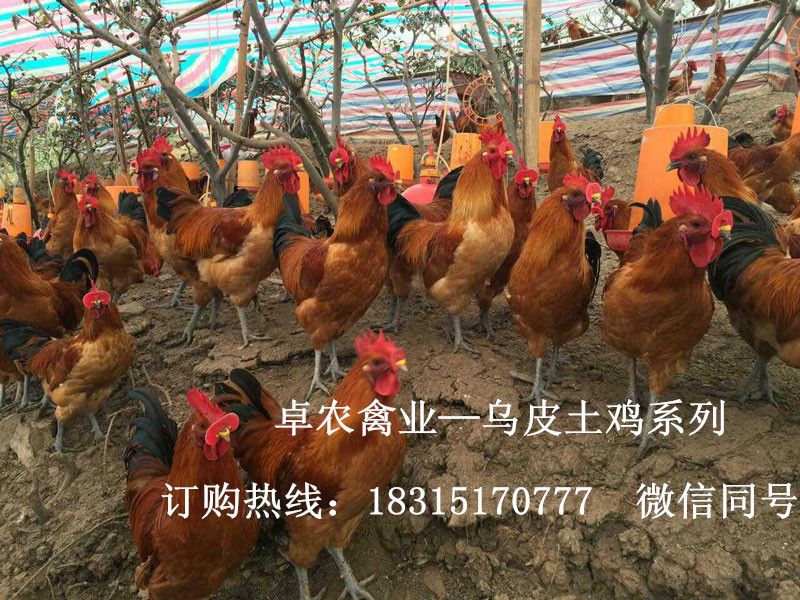 重庆乌皮土鸡苗；附近有黑鸡苗，重庆鸡苗厂家电话；附近有鸡苗