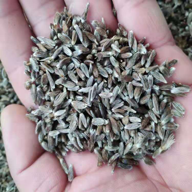朱砂点苍术种植 朱砂点苍术 药材种子  朱砂点苍术苗价格 森然林业