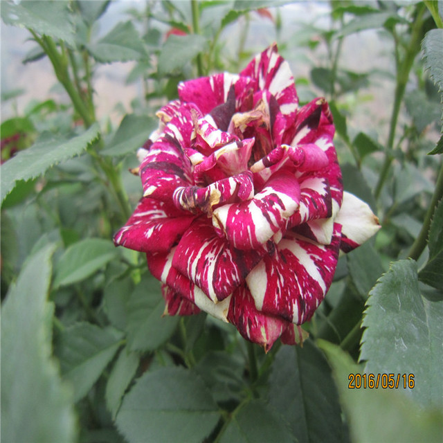 昆明基地地栽观花  植物流星雨月季玫瑰鲜花种苗 多色喜阳玫瑰苗图片