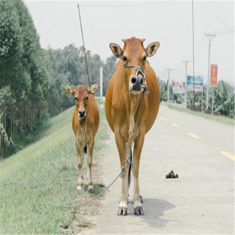 鲁西黄牛母牛-通凯养殖-鲁西黄牛母牛苗价格-成年牛怀孕头胎