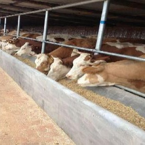 肉牛犊 西门塔尔牛价格 西门塔尔牛肉牛犊养牛场 农村养殖