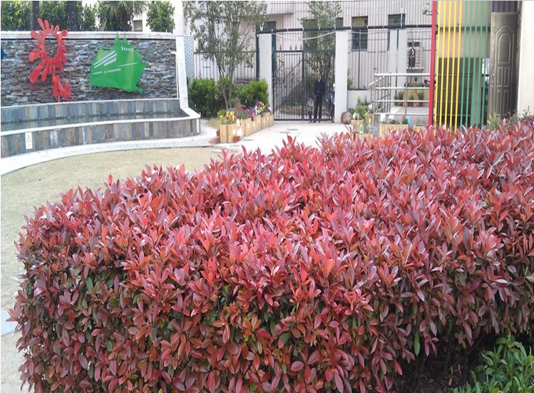 红叶石楠小苗庭院绿化苗木高杆树苗绿化植物绿色植物工程苗红罗宾示例图12