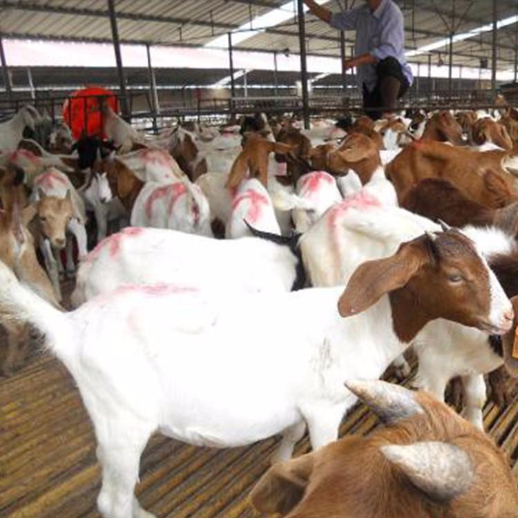 新出栏波尔山羊养殖场 波尔山羊养羊场基地 厂家供应出售波尔山羊 现代 基地养殖