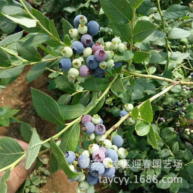 基地蓝莓苗 三年组培都克蓝莓苗 品种多 结果率高 量大从优 南北方适合种植