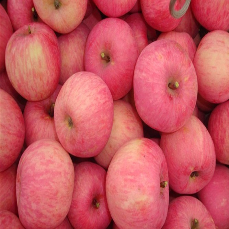 苹果 苹果批发 山东苹果 红富士苹果 山东红富士苹果产地价格行情图片