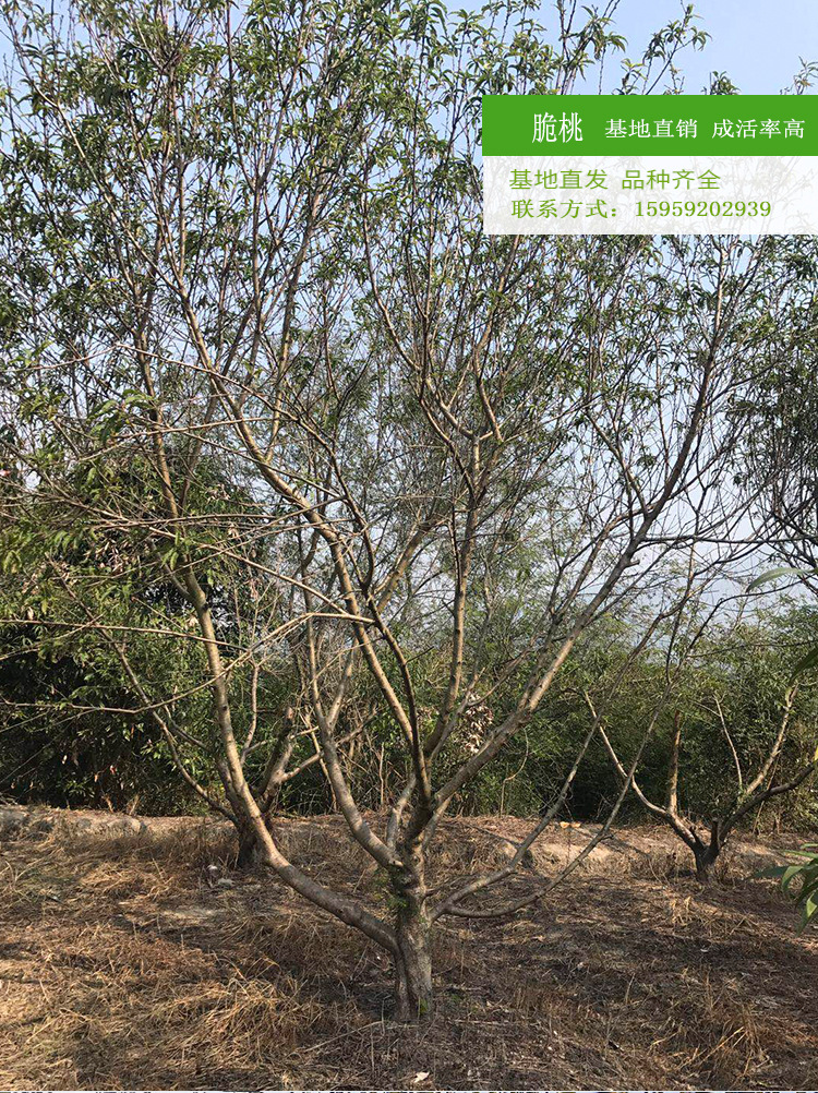 台湾脆桃 脆桃树冠幅3米农户种植批发 台湾脆桃地苗种植产地出售示例图7