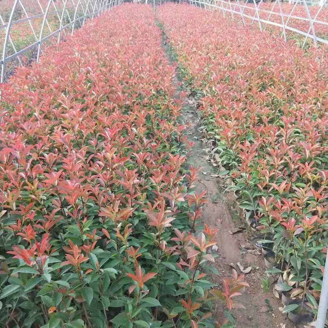大量出售红叶石楠，优质红叶石楠批发成产基地