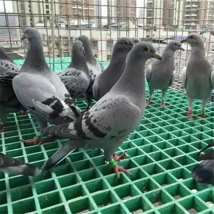 阳江市鸽舍网格地板底板 鸽子棚网格栅地网 迅鹰塑料格子网厂