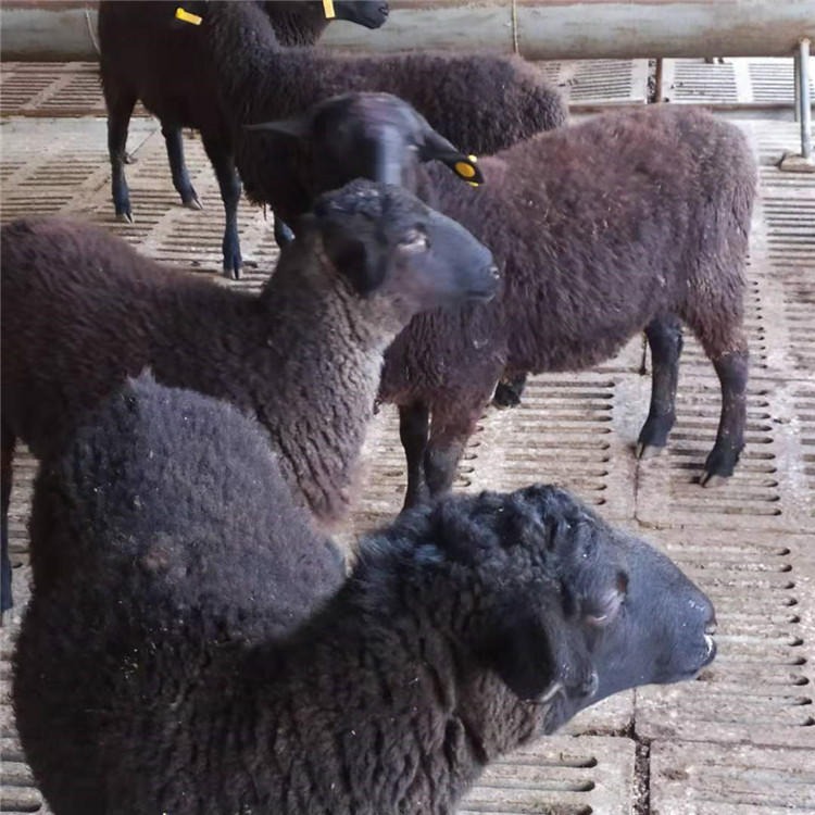 黑头杜泊羊羊苗养殖供应 纯种黑头杜泊绵羊 通凯 新疆黑头杜泊羊