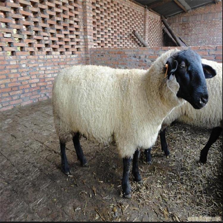 山西萨福克羊价格 通凯 萨福克羊母羊 厂家萨福克种羊 批发价格图片