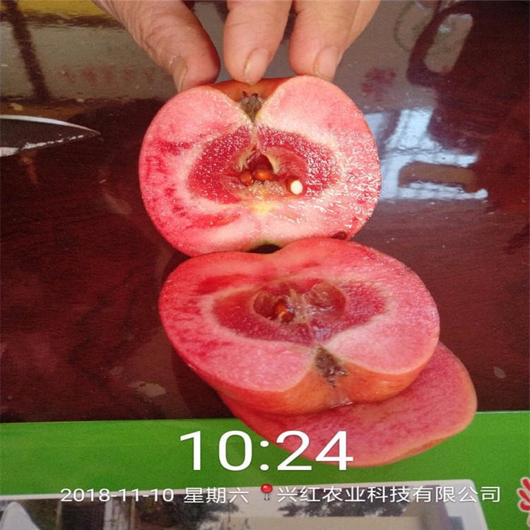 苹果苗大量出售 苹果苗种植基地价格 红富士苹果苗提供种植技术指导