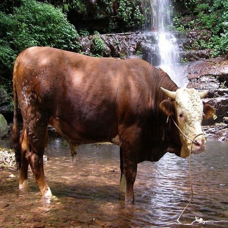 鲁西黄牛价格 5至6个月小牛价格 3个月小牛批发 龙翔
