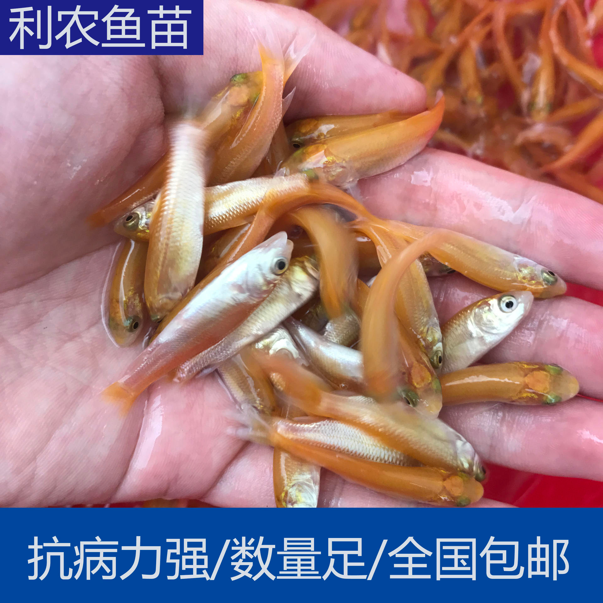 大量出售 贵州荔波金草鱼苗批发 4-5cm黄金草鱼苗大量上市 养殖支持