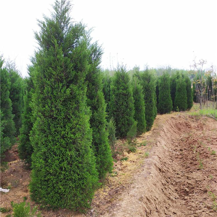 小龙柏苗木 30 40 50等各种尺寸工程苗 龙柏  1.5米高龙柏树直销 万青园林