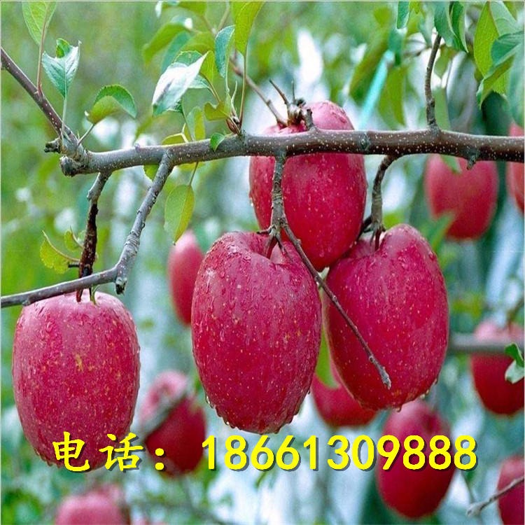 瑞阳瑞雪苹果成苗价格 柱状苹果苗量大从优 秋红苹果苗现货大量批发