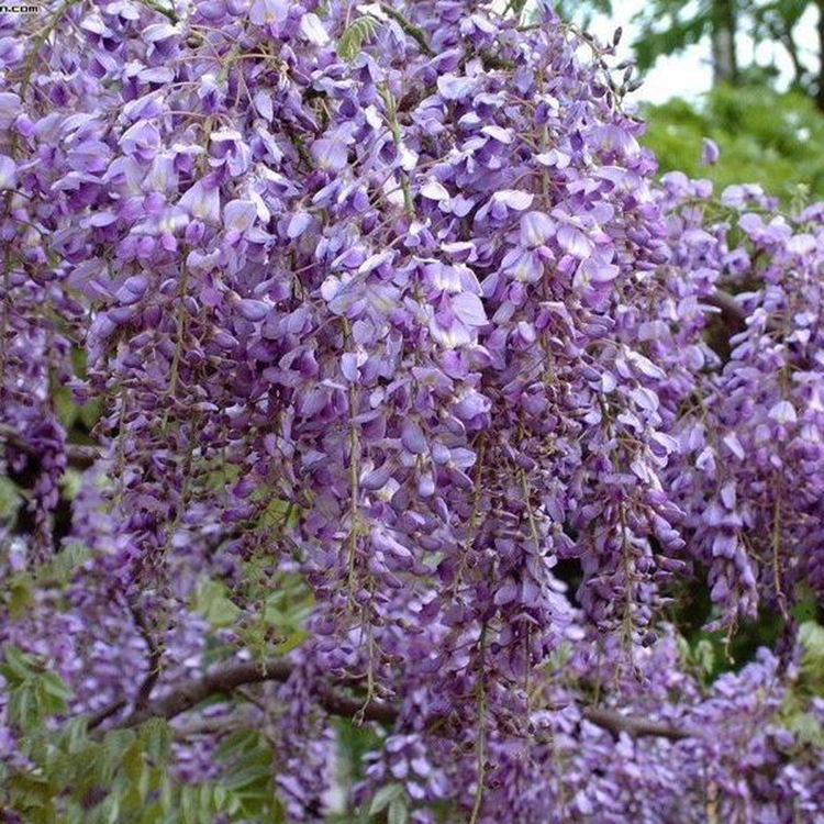 园林直销紫藤  出售4公分紫藤 爬藤植物紫藤 湘林苗圃