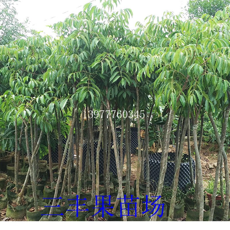 广东惠州橄榄苗场橄榄苗新品种橄榄苗杯苗地苗盆栽