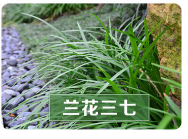 日本矮麦冬草 玉龙草 四季常绿耐寒庭院绿化地被植物小区庭院常绿示例图3