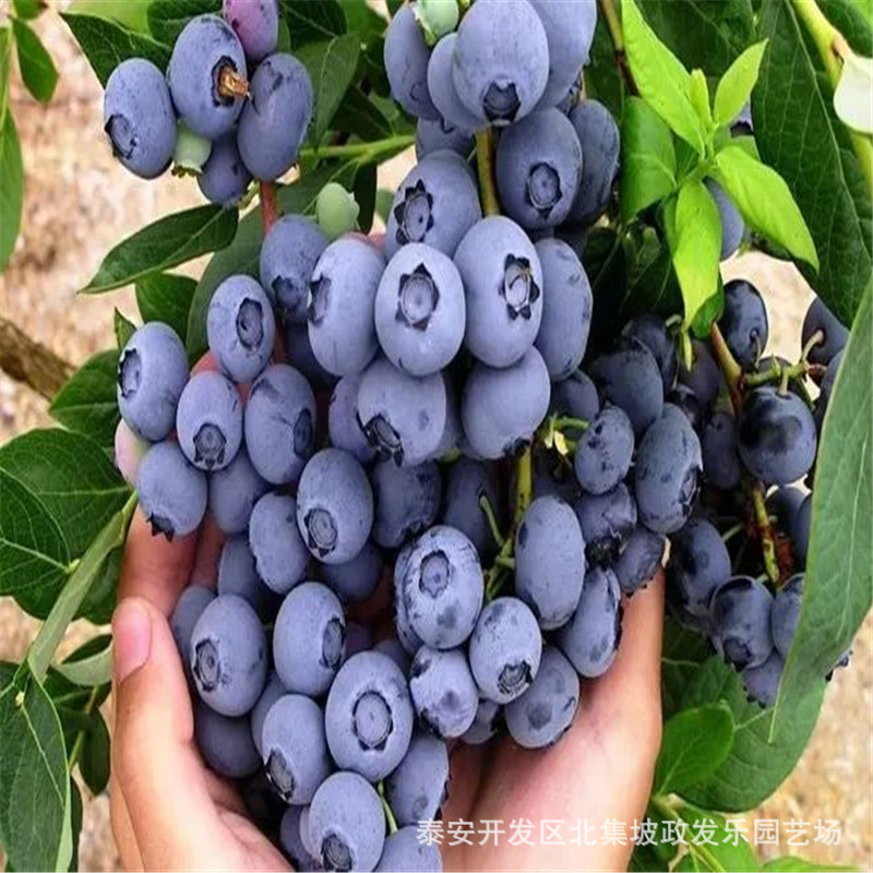 基地常年供应蓝莓苗薄雾蓝莓苗根系发达价格合理量大从优 蓝莓苗示例图4