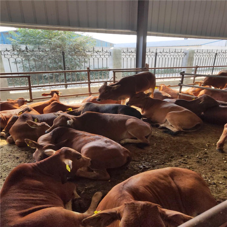 改良鲁西黄牛 种牛犊价格 小牛犊价格 龙翔 肉牛养殖场