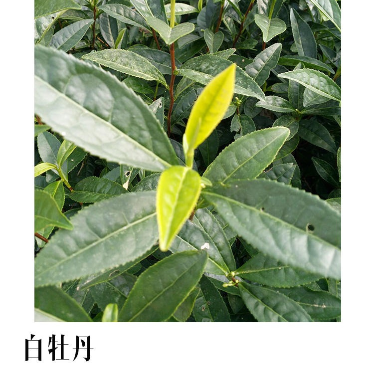 白牡丹茶苗 苗场直销大量出售正宗品种 白牡丹茶苗 特色品种茶苗图片