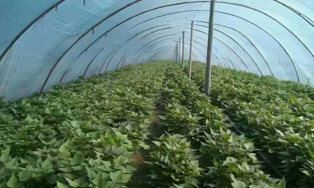 优质脱毒红薯苗培育基地-高淀粉红薯苗