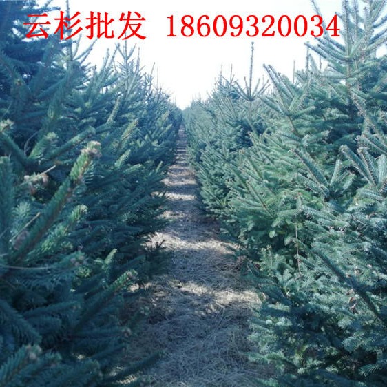 云杉树苗批发 1.5米2米2.5米云杉销售价格