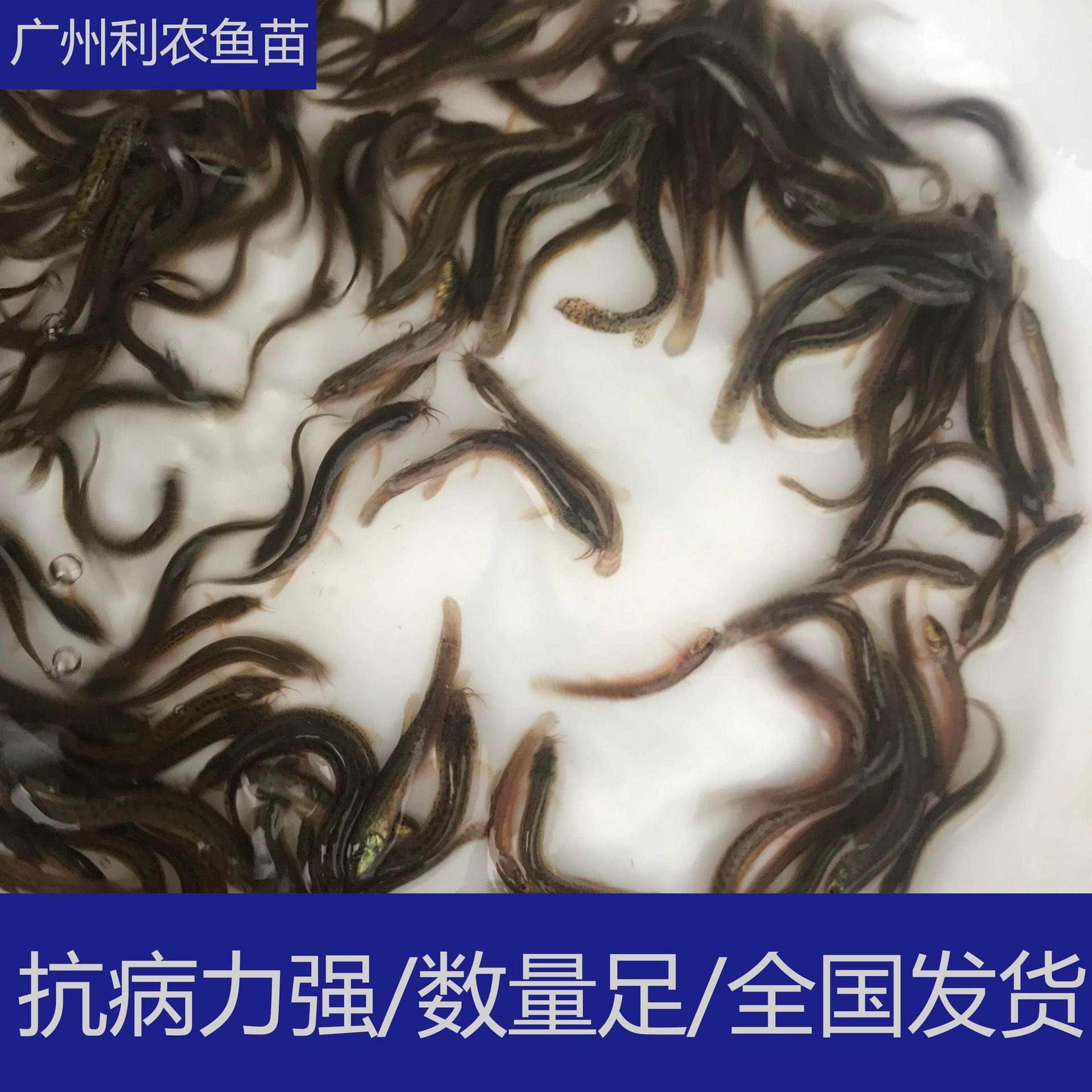养殖支持 贵州铜仁纯种台湾大泥鳅苗 5-6cm台湾大泥鳅苗行情好