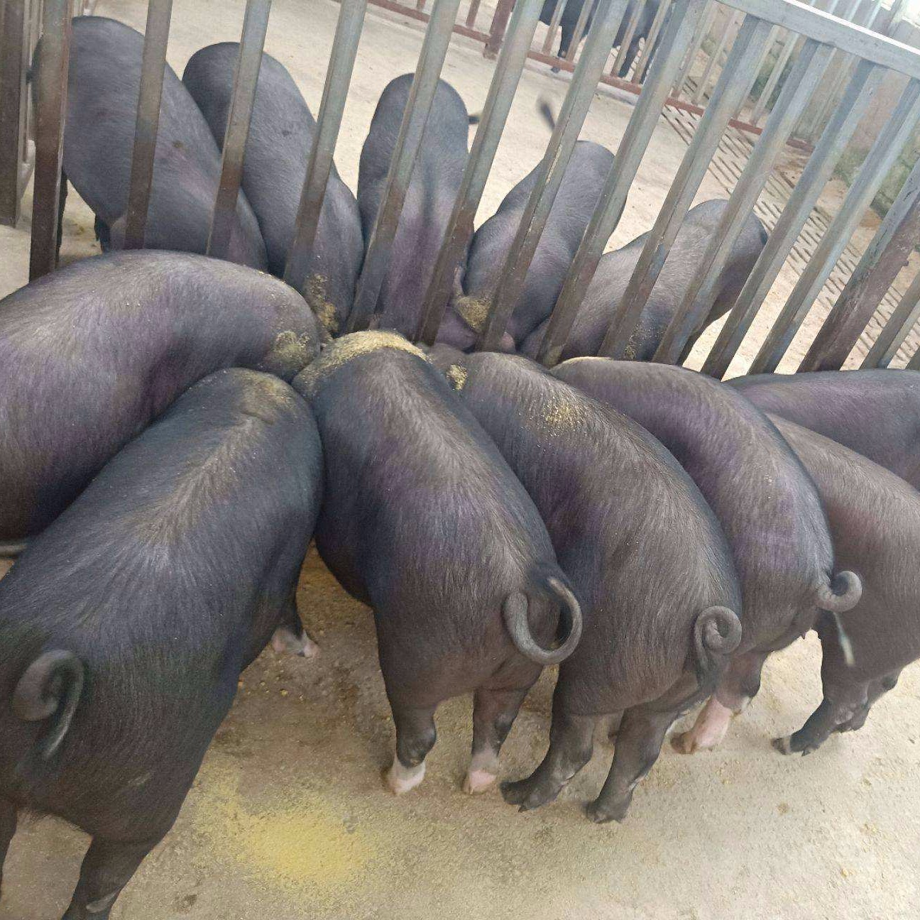 黑土猪价格 江苏黑土猪养殖场 土黑猪批发 生态放养黑猪品种 散养黑猪仔图片