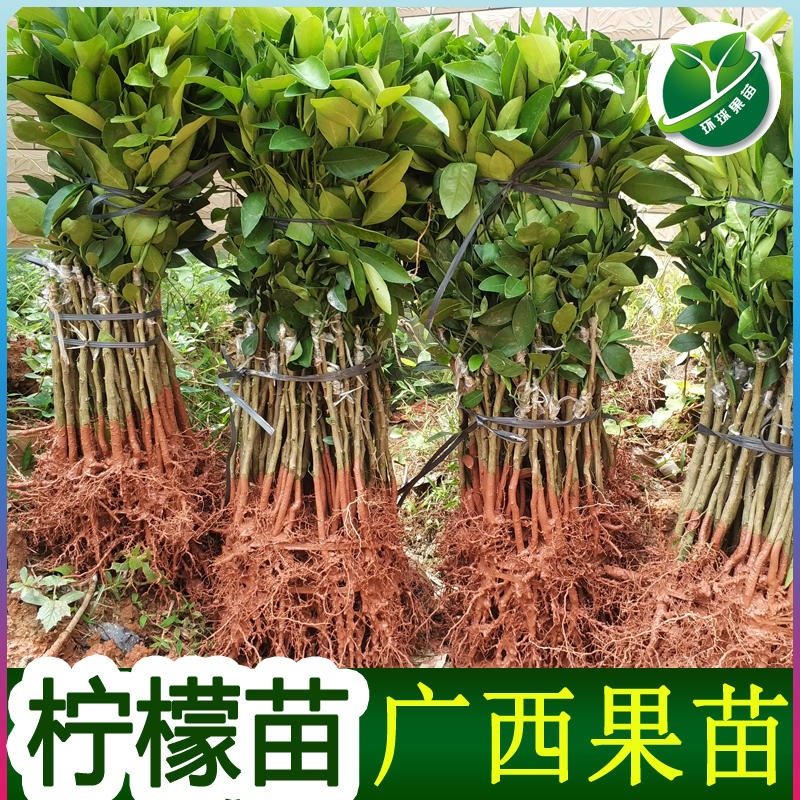 广东惠州西柠柠檬苗场西柠柠檬苗新品种西柠柠檬苗杯苗地苗盆栽图片