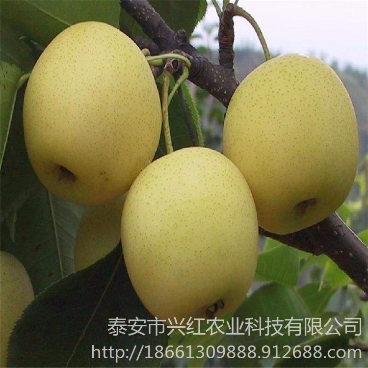梨树苗新品种出售 红梨苗、黄金梨、玉露香梨、早红考蜜斯 嫁接梨树苗批发
