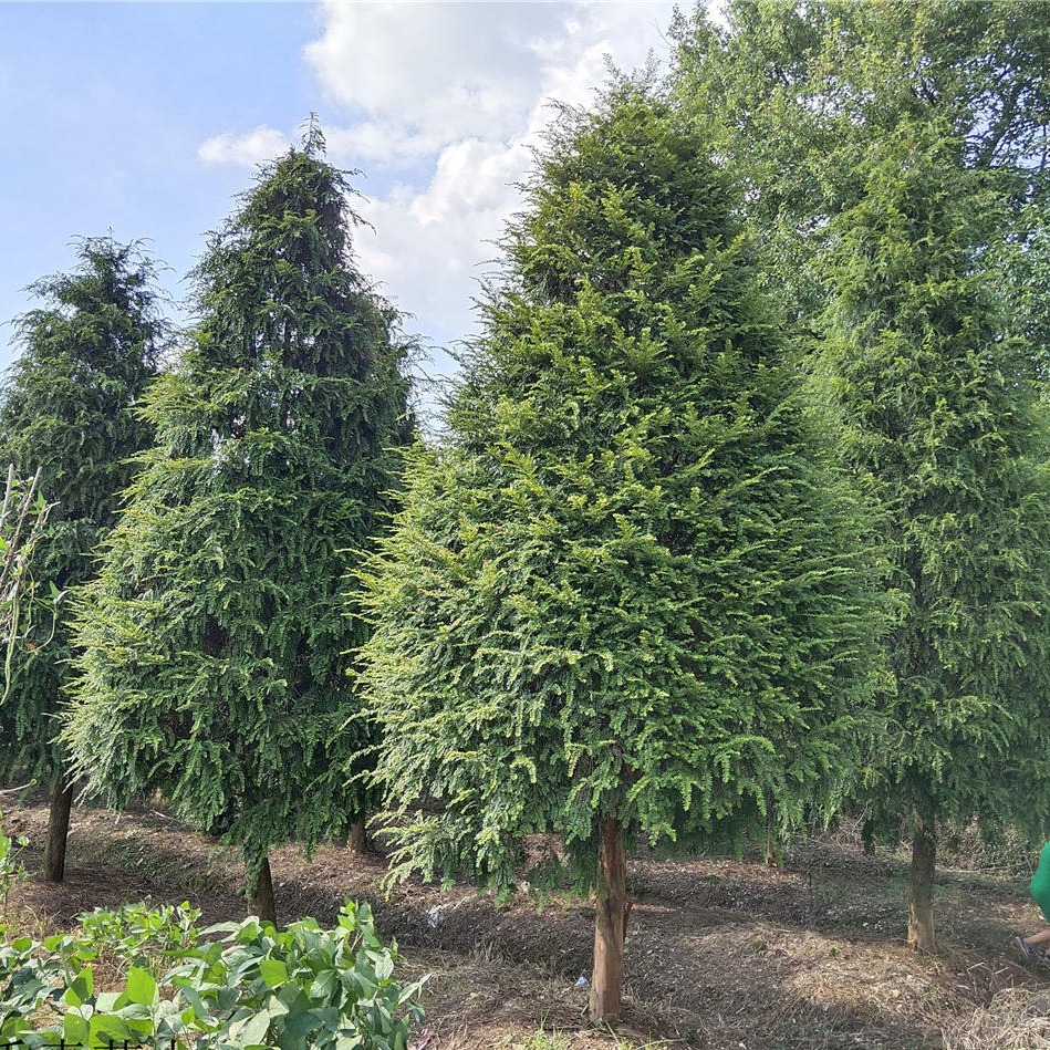 供应绿化苗木红豆杉 D3-25公分红豆杉规格多样就在千喜苗木图片
