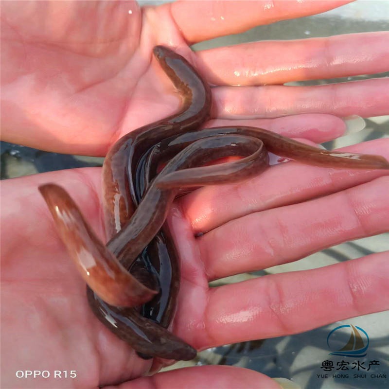 阳江生态养殖白鳗鱼苗 高密度养殖欧洲鳗鱼苗