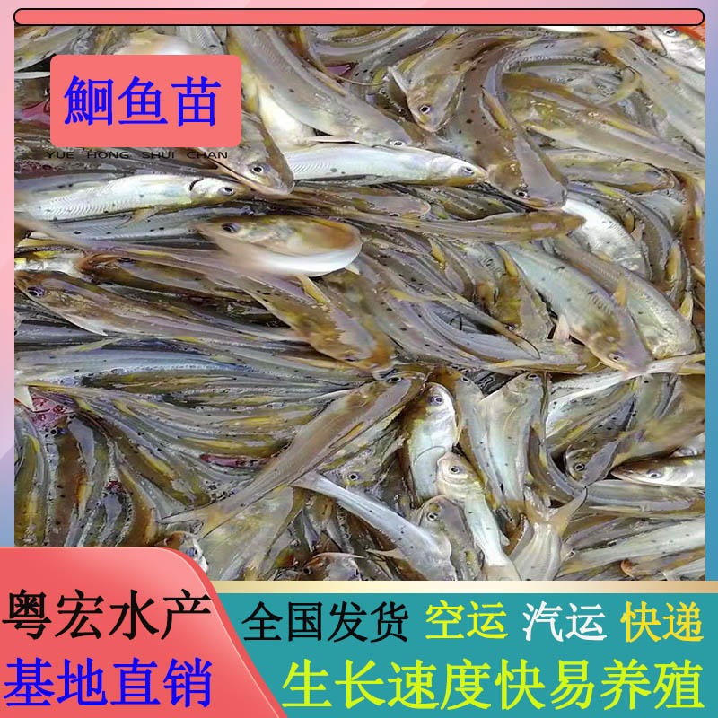 广东出售叉尾鮰鱼苗 斑点叉尾鱼苗价格 美国斑点叉尾鱼苗市场价格