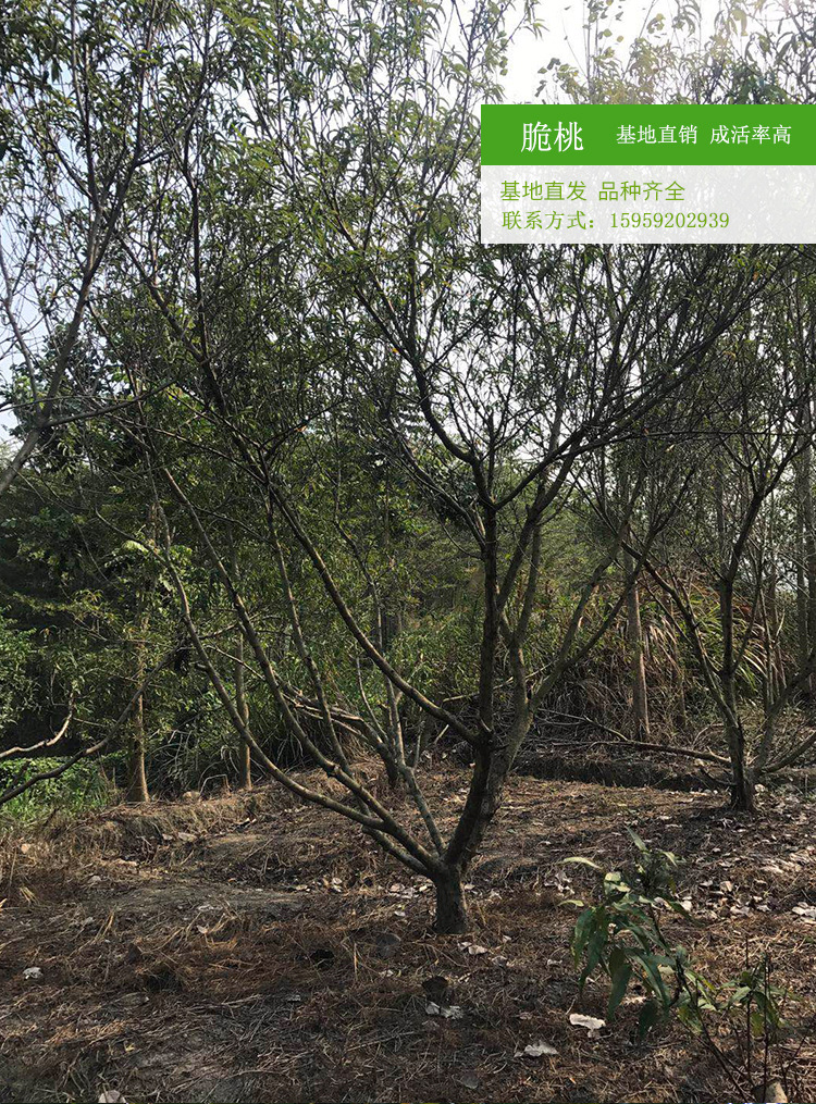台湾脆桃 脆桃树冠幅3米农户种植批发 台湾脆桃地苗种植产地出售示例图9