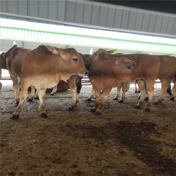 种牛价格黄牛市场行情-改良路西黄牛犊-种牛养殖-鲁西黄种牛犊养殖-龙翔牧业