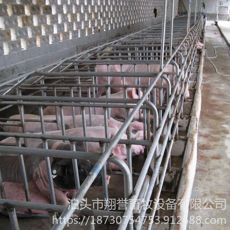 母猪定位栏 母猪落地式定位栏 翔誉畜牧 养猪设备  加厚母猪定位栏图片