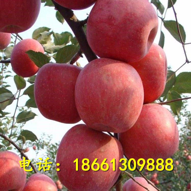 苹果苗批发基地 地栽红将军果树苗 苹果苗提供种植技术指导 苹果树苗价格