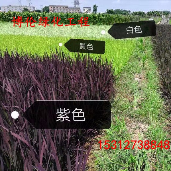 博伦彩色水稻种子 稻田画水稻种子批发 紫色红色白色黄色水稻种子可选,可用于培育特色大米