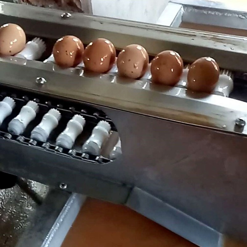 大型商用洗蛋机 土鸡蛋清洗机 鸭蛋毛刷清洗机专业生产