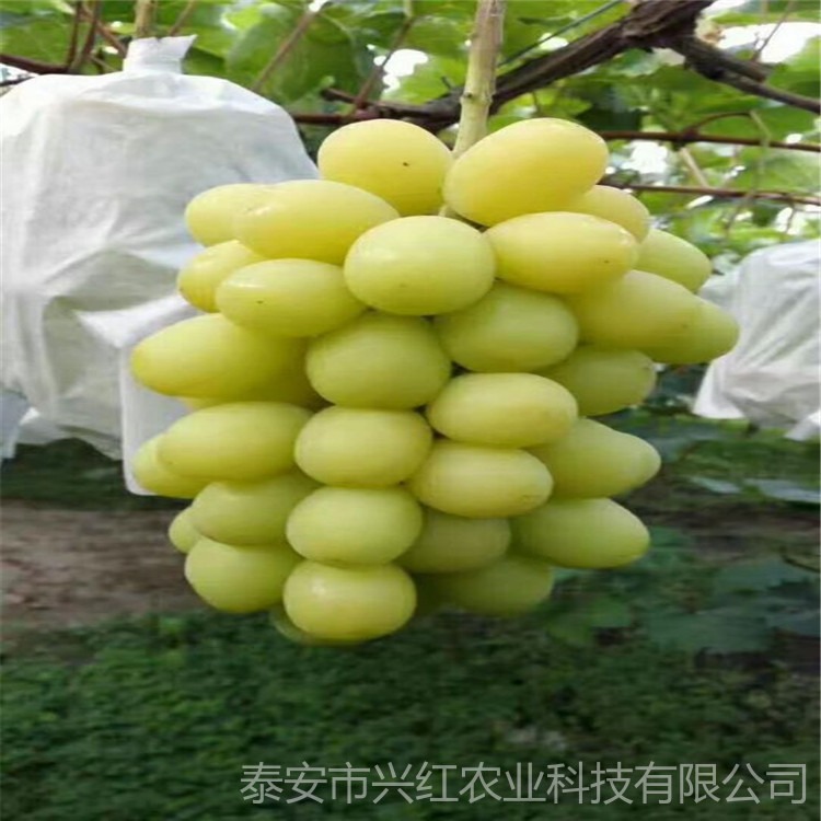 盆栽种植巨峰葡萄苗 品种多成活率高质量好 葡萄树苗假一赔十图片