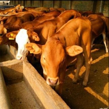 改良鲁西黄牛小牛-鲁西黄牛-种牛犊养殖-改良牛品种-龙翔牧业-育肥种牛
