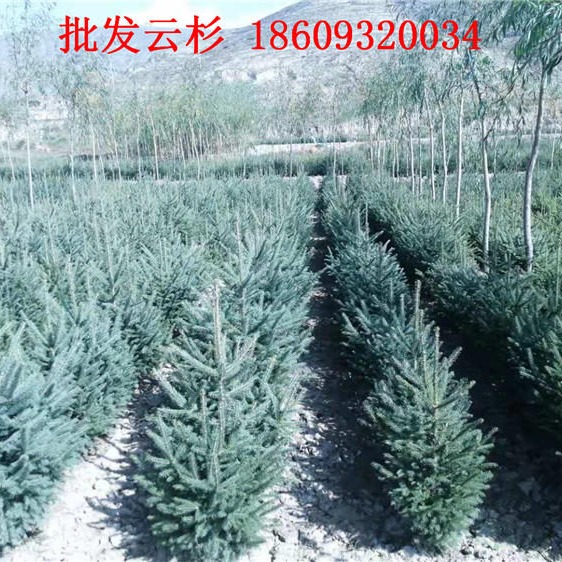 西藏绿化云杉基地直销-1米1.2米1.8米2米云杉价格
