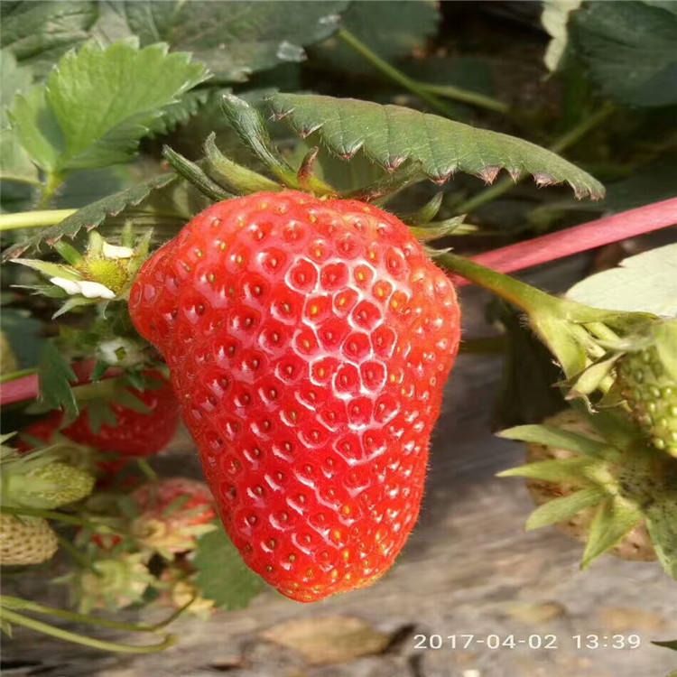 出售佐贺清香草莓苗 提供佐贺清香草莓苗种植方法 草莓苗现挖现卖价格优惠图片